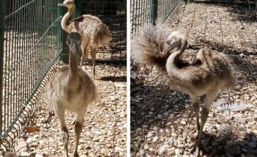 Due nuovi arrivi al Giardino di Filly! In fattoria ci sono due nuovi inquilini che non vedono l