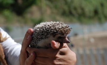 Nella nostra fattoria puoi incontrare una grande varietà di animali: oggi te presentiamo due!