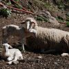 Gli animali della nostra fattoria: le pecore e gli asinelli