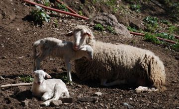 Oggi ti portiamo in fattoria per conoscere due nuovi animali amatissimi dai nostri piccoli visitatori!