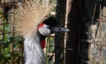 Gli animali della nostra fattoria: i maialini e le gru coronate Oggi ti portiamo in fattoria per conoscere i nostri animali!