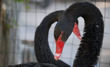 Gli animali della nostra fattoria: il cigno nero e il pavone bianco Oggi ti portiamo in fattoria per presentarti il cigno e il pavone.