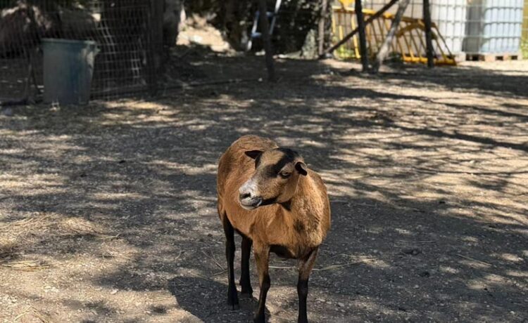 Dicono di noi: Una fattoria urbana nel cuore di Roma dove la libertà è di casa