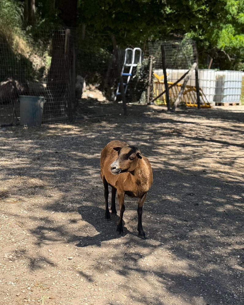 A Roma esiste un posto dove il tempo si ferma". Inizia così il bellissimo articolo che LaNotifica.it ci ha dedicato. Scopri come la nostra oasi sul Lungotevere è stata raccontata, celebrando un luogo senza barriere dove uomini e animali si incontrano.