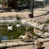 Dicono di noi: Una fattoria urbana nel cuore di Roma dove la libertà è di casa