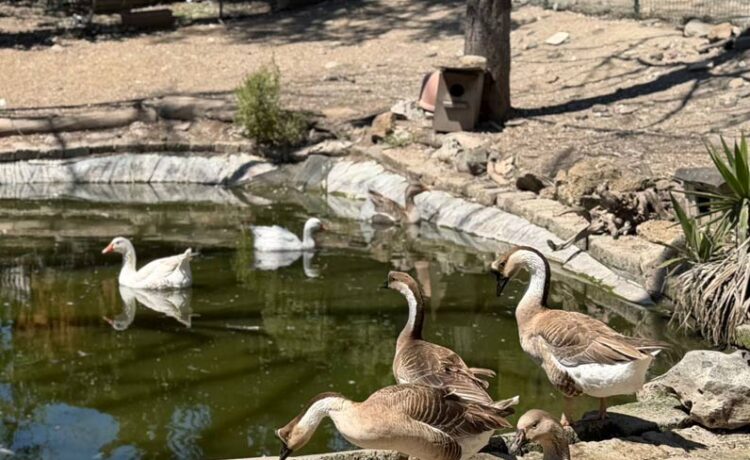 Dicono di noi: Una fattoria urbana nel cuore di Roma dove la libertà è di casa
